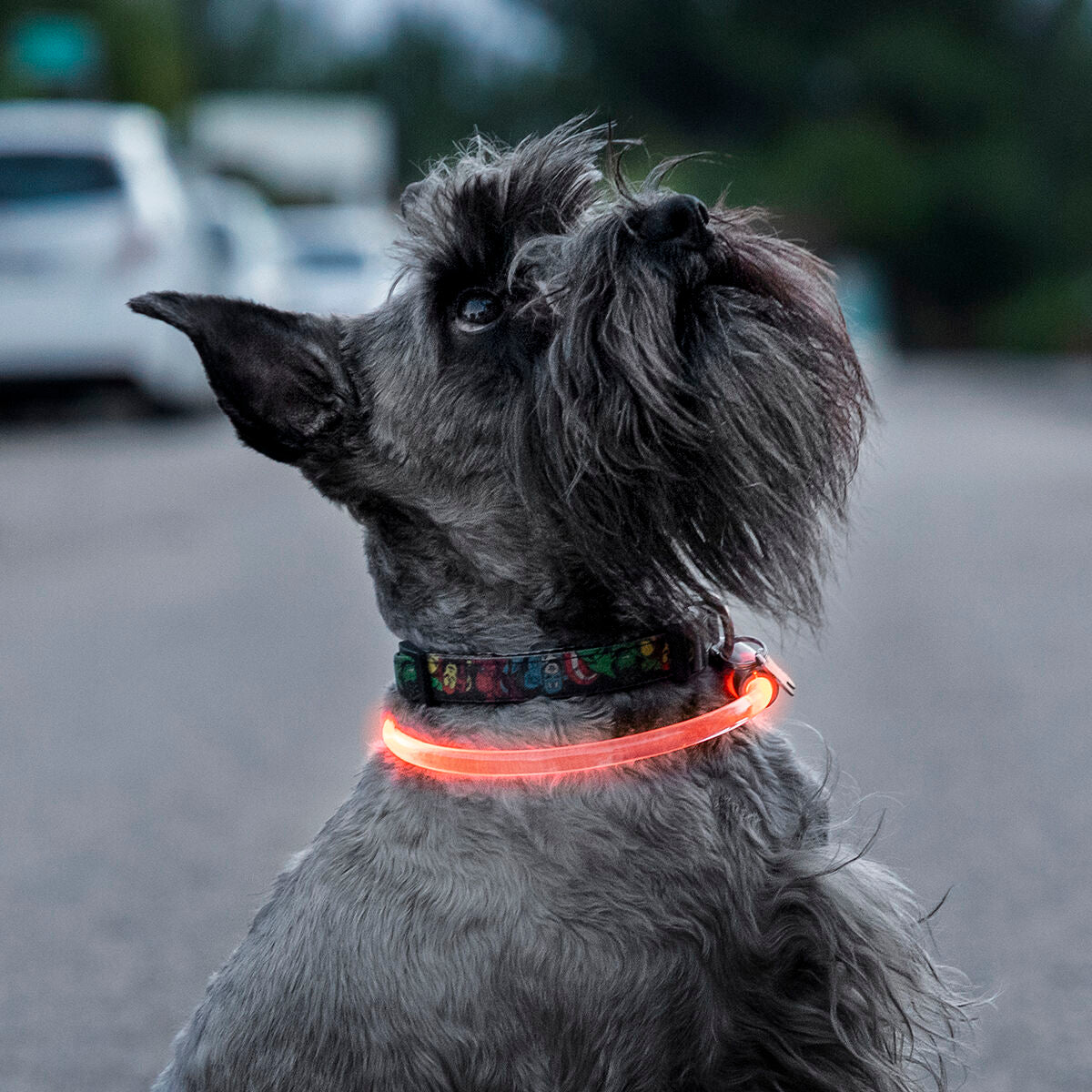 Coleira LED para Animais de Estimação Petlux InnovaGoods